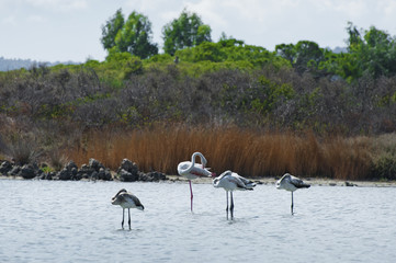 Flamingi Sardynia 2