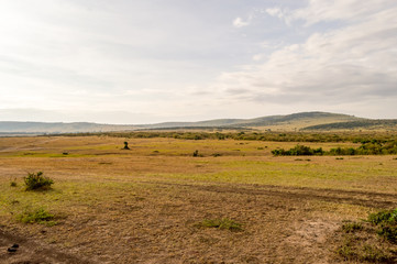 Obraz premium View of the savannah in Maasai Mara Park Kenya