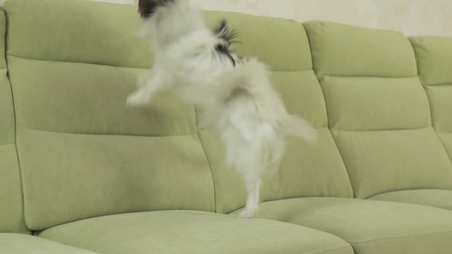 Young dog breeds Papillon Continental Toy Spaniel dog catches big ball and plays slow motion stock footage video