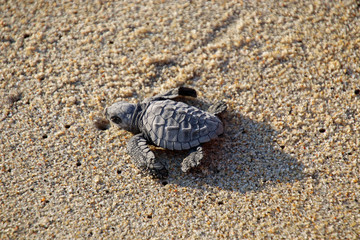 Newly hatched baby turtle