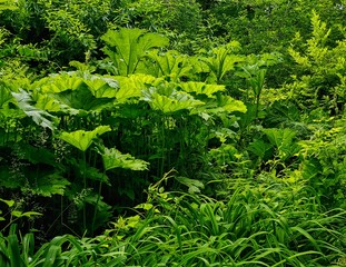 Fototapeta premium Bog Garden