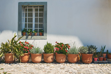 Fototapeta na wymiar Ceramic pots with decorative plants standing by the wall on a sunny day