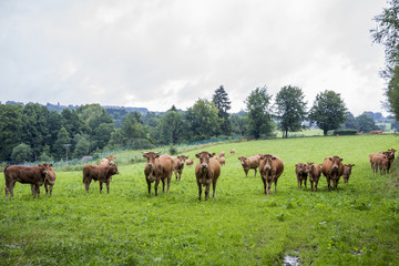 Fototapeta na wymiar Nosy cows in Belgium