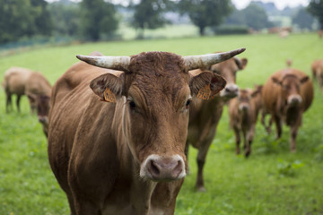 Naklejka na ściany i meble Nosy cows in Belgium