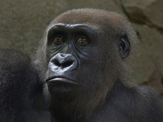 Western lowland gorilla (Gorilla gorilla gorilla)