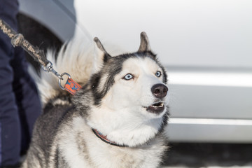 husky dogs on winter races