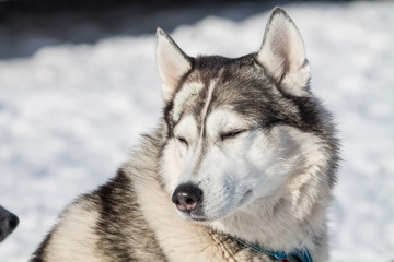husky dogs on winter races