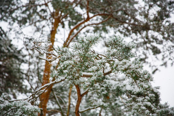 Branches of spruce tree with white snow. Winter spruce trees in the frost.Layer of snow on branches of spruce with hoar-frost.Fir-tree branches of conifer tree in snow