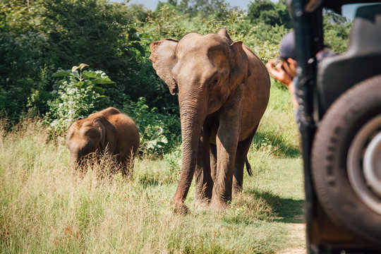 Elefants on safari in National Nature Park Udawalawe in Sri Lanka