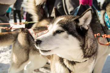 husky dogs on winter races