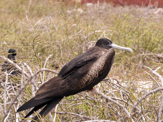Female Magnificent frigatebird, Fregata magnificens, on the nest, North Seymour, Galapagos, Ecuador