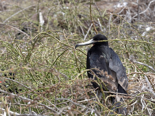 Male Magnificent frigatebird, Fregata magnificens, on the nest, North Seymour, Galapagos, Ecuador