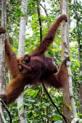 Borneo wildlife and orangutan