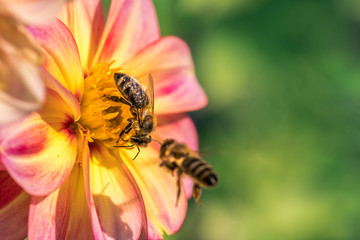 Insects frolic on colorful flowers to suck nectar. Bees or bumblebees are very important for pollinating the flowers. Concept: environmental protection or flowers and animals