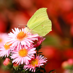 Zitronenfalter auf Herbstaster