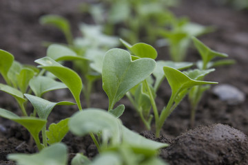 seedlings in the ground