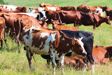 Fototapeta na wymiar Herd of dairy cows on a pasture