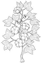 Baumwollpflanze - Vektor-Illustration