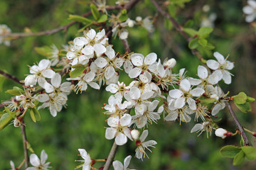 Blackthorn flowers in spring