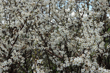 Blackthorn trees in flower