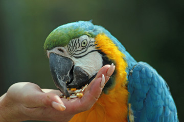 Blue and yellow macaw being fed
