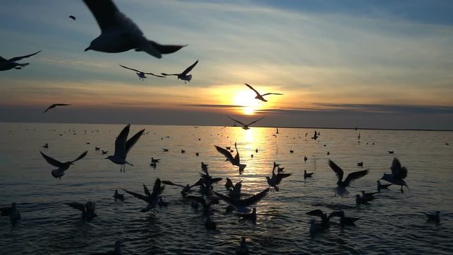 	Seagulls in the sky. Slow Motion. 240 fps.