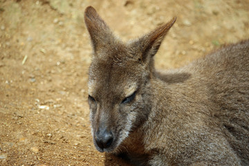 Red necked wallaby © JohnatAPW
