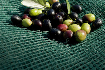 detail: hand picking olives from plants, green, black, beating, to obtain extra virgin oil, through processing, food full of antioxidants, Taggiasca variety, autumn, light, Riviera, Liguria, Italy