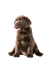 Brauner Labrador Retriever Welpe sitzt tolpatisch unbeholfen und freut sich