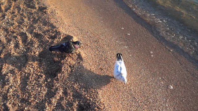 	Pigeons on the beach. Slow Motion. 240 fps.