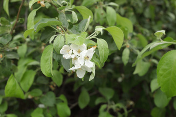 Apple tree blooming