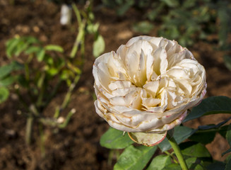 Close up of white rose flower in flower bed at the backyard with copy space.