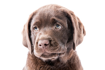 Brauner Labrador Retriever Welpe Kopfportrait guckt Traurig