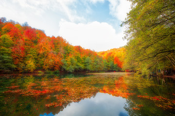 Fototapeta premium Autumn landscape in (seven lakes) Yedigoller Park Bolu, Turkey