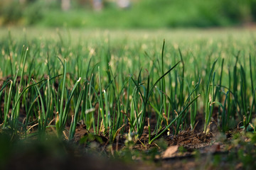 Fototapeta premium onion farm field, Maharashtra, India