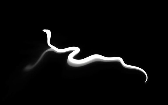 3d King Cobra The World's Longest Venomous Snake Isolated on White Background, King Cobra Snake, 3d Illustration, 3d Rendering 
