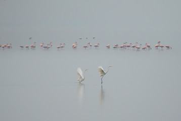 Bird paradise, Akyatan Lagoon