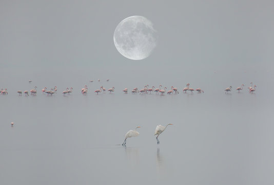 Bird paradise, Akyatan Lagoon, " Elements of this image furnished by NASA"