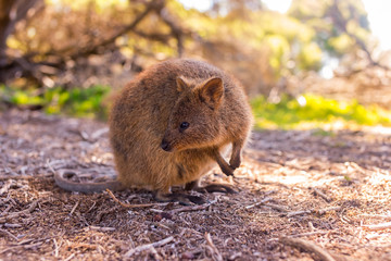 Quokka