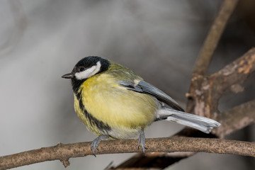 The great tit (Parus major) is a passerine bird in the tit family Paridae