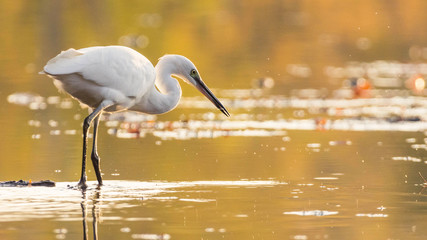 Egret and golden hour