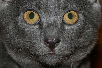 British Short hair cat blue