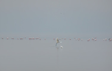Bird paradise, Akyatan Lagoon