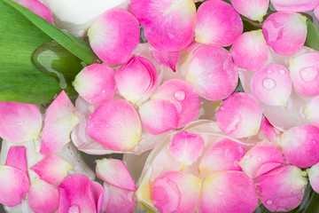 beauty, femininity, nature concept. on the surface of clean transparent water there are numerous of petals that felt from bud of different flowers that are floating green leaves