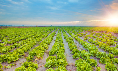 Lettuce field at dramatic sunset