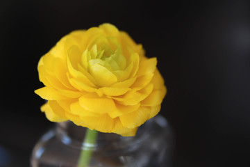 Yellow ranunculus  flower.