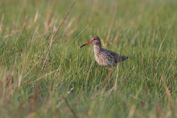 Common Redshank (Tringa totanus)