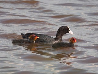 Eurasian Coot (Fulica atra) with chicks in Neusiedler See National Park