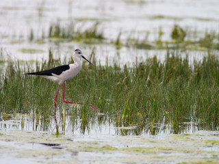 Black-winged Stilt (Himantopus himantopus) in Neusiedler See National Park