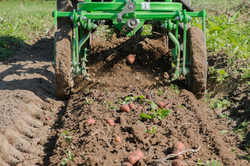 Fresh organic potatoes are harvested with a mini tractor